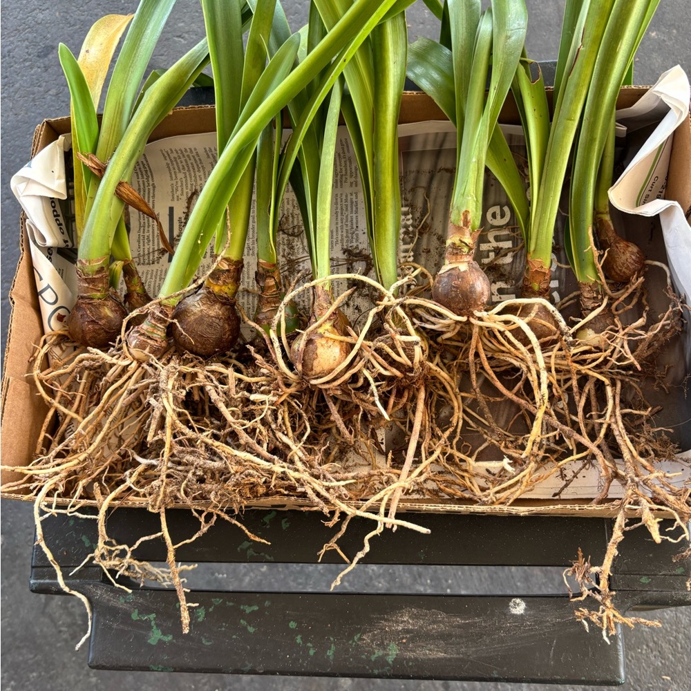 12 Amaryllis, Apple Blossom bulbs in pink and white. - Picture 6 of 6